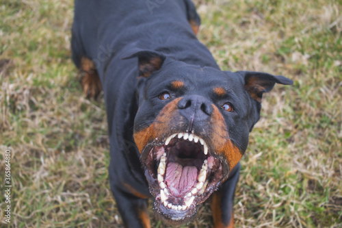 Foto Aggressive Rottweiler barking mad