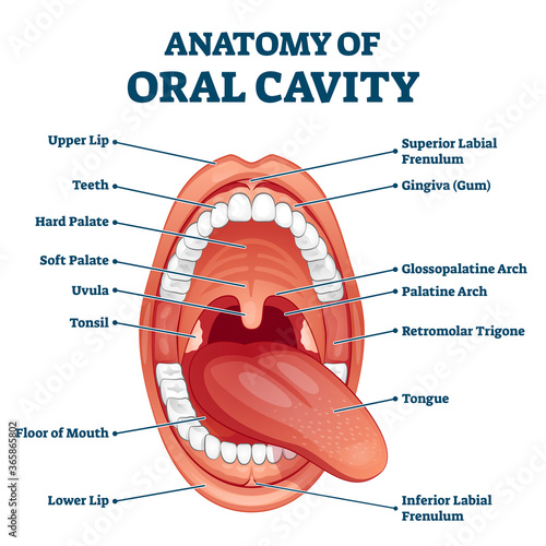 Oral cavity anatomy with educational labeled structure vector illustration photo