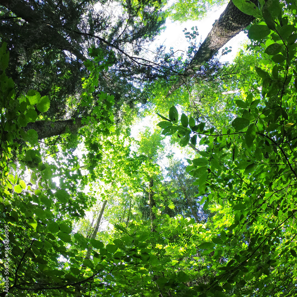 Fototapeta premium Green foliage of trees from above. Bottom up view. Square photography
