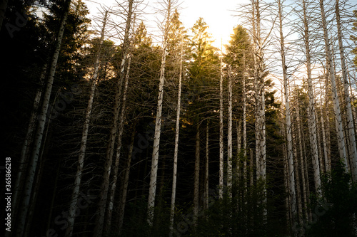 Fototapeta Naklejka Na Ścianę i Meble -  Forest full of trees with the setting sun