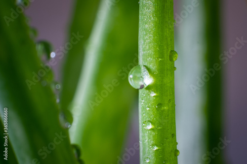 Macro photography of a drop of water on a green plant