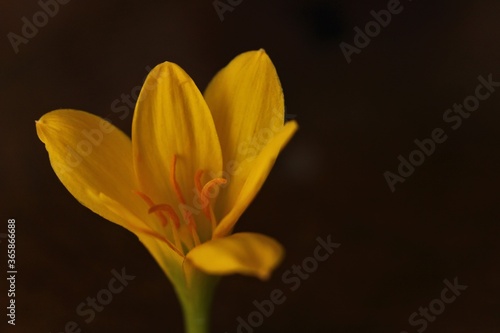 Flower- Zephyranthes Citrina - Close look 