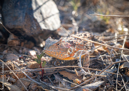 Lizard close up photo