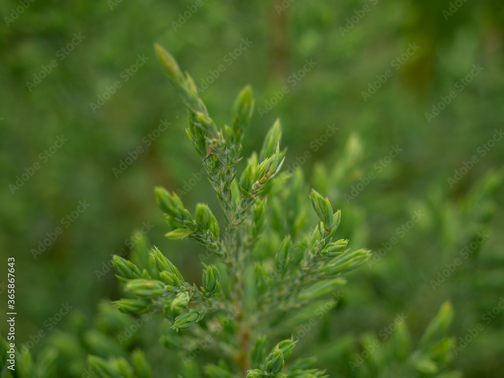 young branches of spruce close-up young branches of spruce close-up
