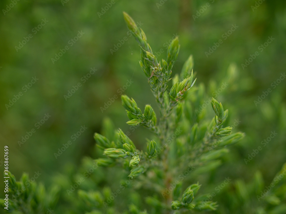 young branches of spruce close-up young branches of spruce close-up