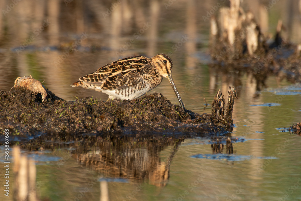 Fototapeta premium Bécassine des marais,.Gallinago gallinago, Common Snipe