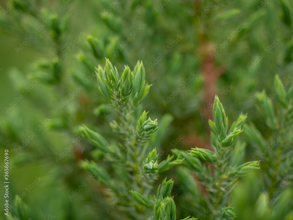 young branches of spruce close-up young branches of spruce close-up