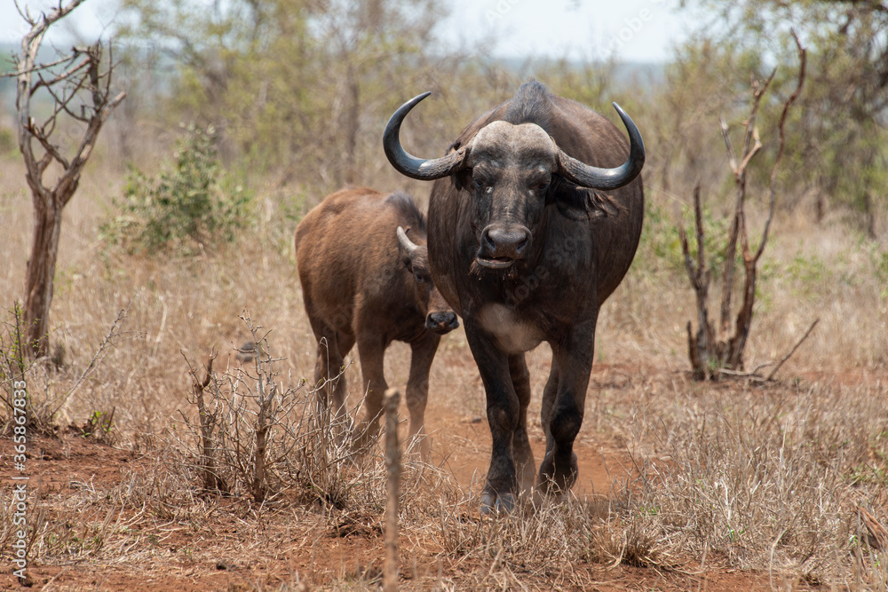 Buffle d'Afrique, Syncerus caffer, Parc national Kruger, Afrique du Sud Buffle d'Afrique, Syncerus caffer, Parc national Kruger, Afrique du Sud
