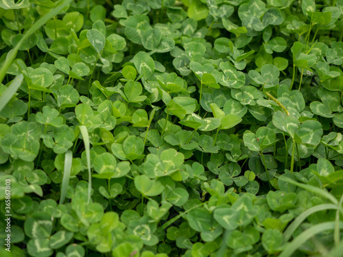 Wallpaper Mural green clover glade with three leaves close-up Torontodigital.ca