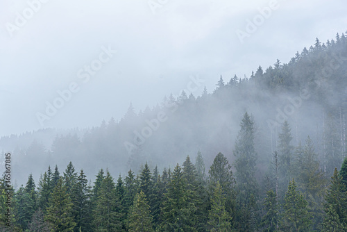 Fototapeta Naklejka Na Ścianę i Meble -  Spruce wild forest. A dense forest of fir trees in cloudy weather in the mountains. Carpathians.