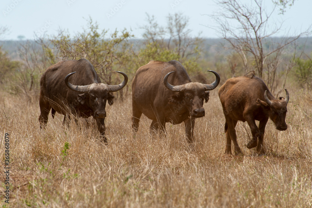 Buffle d'Afrique, Syncerus caffer, Parc national Kruger, Afrique du Sud