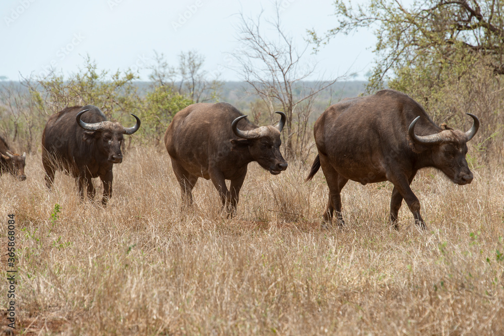 Buffle d'Afrique, Syncerus caffer, Parc national Kruger, Afrique du Sud