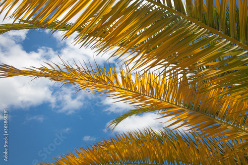 Bright yellow and green palm leaves with blue sky in the background i sunny day. Tropical background concept. Palm leaves pattern concept.  © Elena