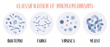 Classification of microorganisms: bacteria, fungi, viruses, yeast. Microbiology. Vector flat illustration