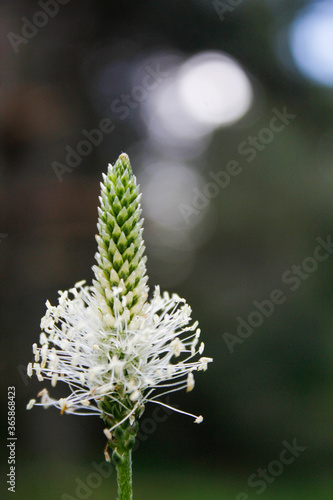 close up of a white flower © DenZek