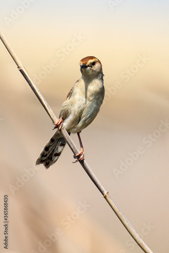 Cisticole à sonnette,.Cisticola tinniens, Levaillant's Cisticola photo