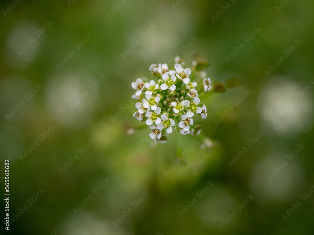 macro photography of flowers in the forest macro photography of flowers in the forest