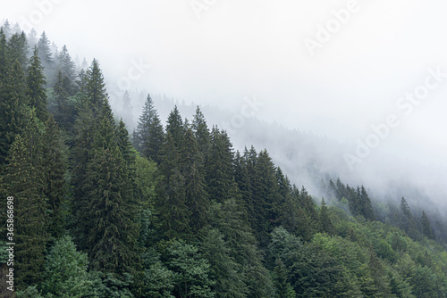 Spruce wild forest. A dense forest of fir trees in cloudy weather in the mountains. Carpathians.