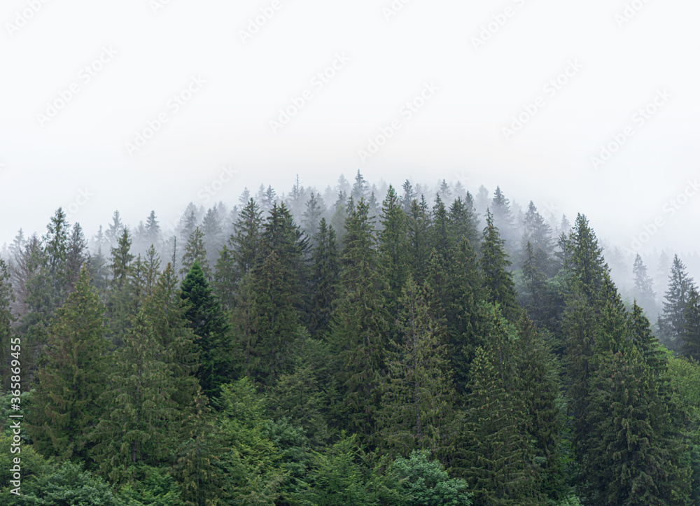 Spruce wild forest. A dense forest of fir trees in cloudy weather in the mountains. Carpathians.