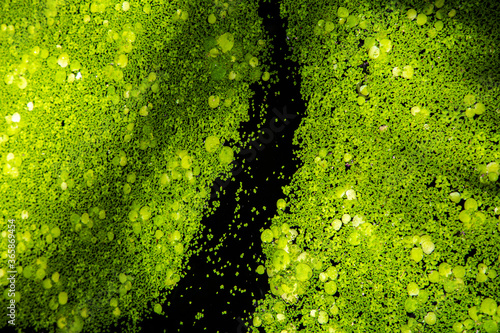 duckweed graphic pattern floating over the pond photo