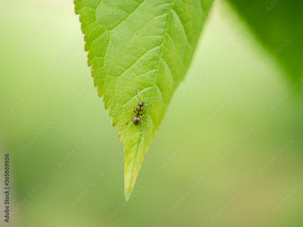 Obraz premium ant on a leaf of cherry closeup