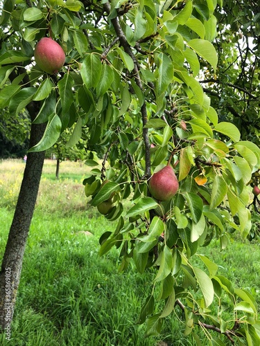 Birnen am Baum, Birnbaum mit Früchten im Sommer auf einer Wiese