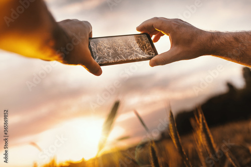 Picture of full lenght male's hands holding smartphone and taking pictures or sunset or sunrise. Farmer stand among golden wheat field. Picture made on agle view.