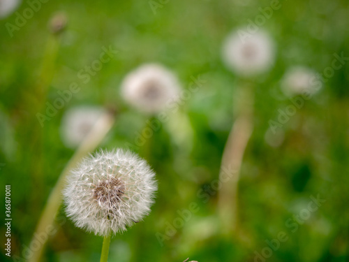 white dandelion blossoming close-up on a green background