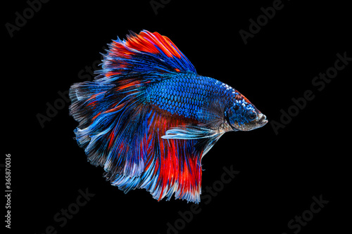 The moving moment beautiful of red and blue siamese betta fish or fancy betta splendens fighting fish in thailand on isolated black background. Thailand called Pla-kad or half moon biting fish.