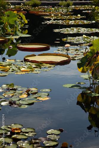 Wallpaper Mural Water illy floating on water  Torontodigital.ca