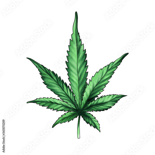  Green cannabis leaf isolated on a white background. medicinal cannabis leaf.Marijuana. Hand drawn illustration