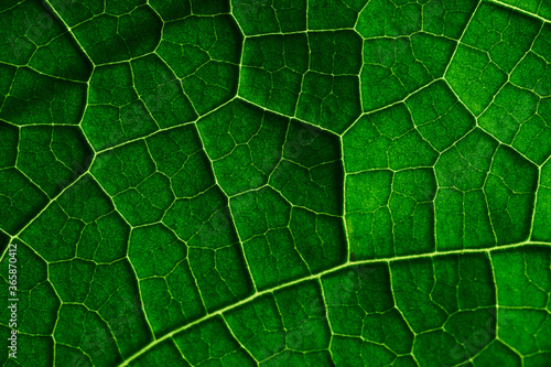 Obraz na plátne Close-up view of the pattern of the green leaf