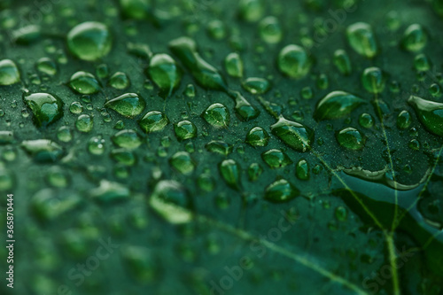 Close-up of the drops on the green leaf