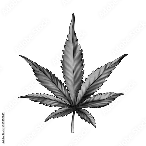  A cannabis leaf isolated on a white background. Black and white marijuana leaf. Ganja is a Rastafarian symbol.Vector 