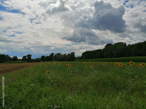 farmers yards photo