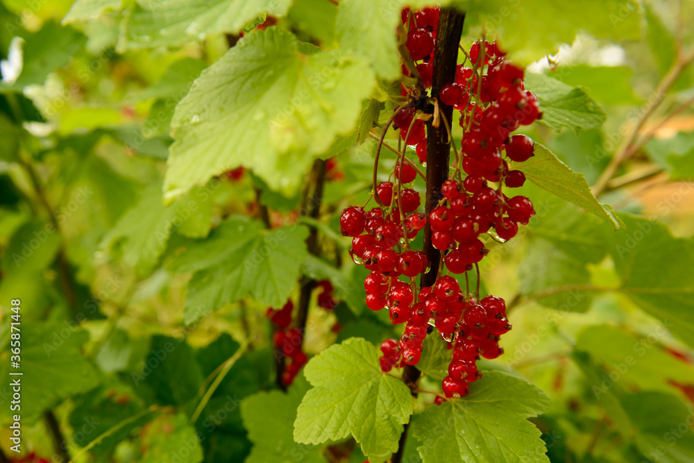 Red currant berries on green branches in the garden Red currant berries on green branches in the garden