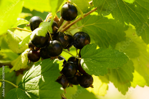 Black currant berries on green branches in the garden