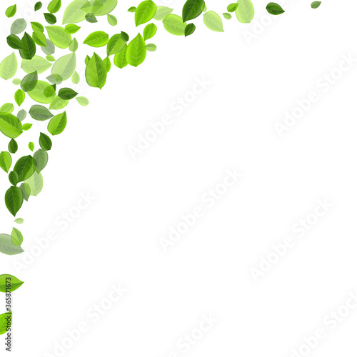 Olive Leaves Tea Vector Illustration. Wind 