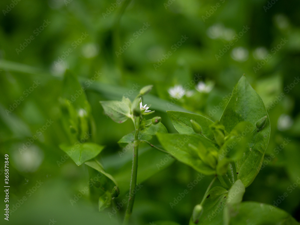 macro photography of flowers in the forest macro photography of flowers in the forest