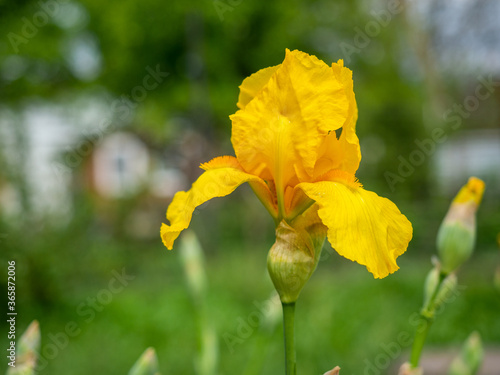 yellow iris flower close-up on a green background