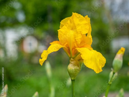 yellow iris flower close-up on a green background