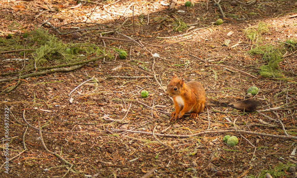 Na zdjęciu widzimy wiewiórkę zwyczajną (Sciurus vulgaris). Gdzie w bardzo miły sposób prosi ludzi o coś do jedzenia. Na zdjęciu widzimy wiewiórkę zwyczajną (Sciurus vulgaris). Gdzie w bardzo miły sposób prosi ludzi o coś do jedzenia.