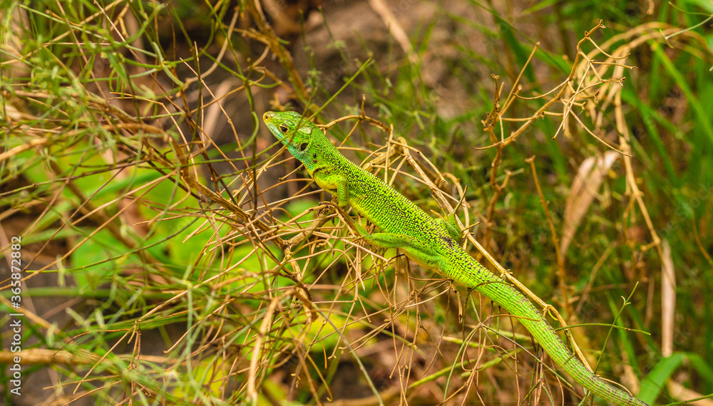 Jaszczurka zwinka (Lacerta agilis).Jej masywne ciało pokrywają ściśle do siebie przylegające łuski. Na grzbiecie są one mniejsze i szorstkie, brzuch zaś pokrywają większe i gładkie. Jaszczurka zwinka (Lacerta agilis).Jej masywne ciało pokrywają ściśle do siebie przylegające łuski. Na grzbiecie są one mniejsze i szorstkie, brzuch zaś pokrywają większe i gładkie.