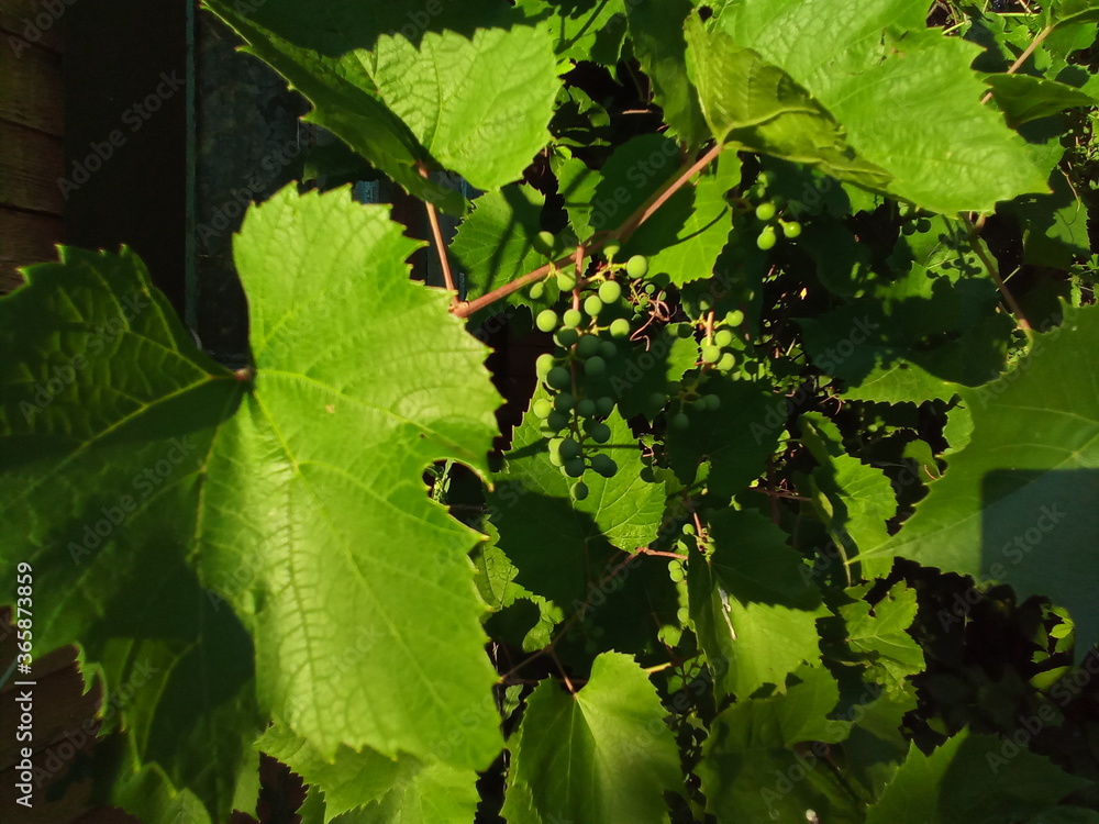 grapes on vine grapes on vine