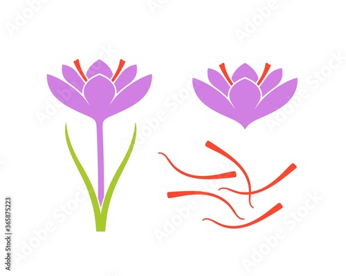 Saffron Flower. Isolated saffron on white background