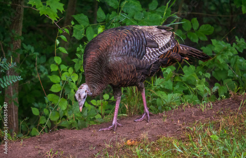 Female wild turkey looking for food