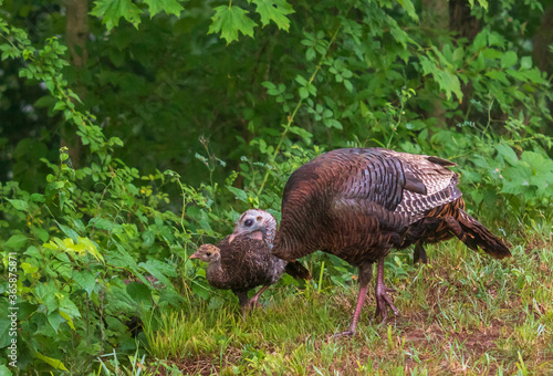 Female wild turkey and one chick looking into a forest