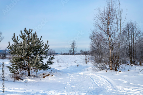 Winter forest with coniferous trees, with young pines in the snow in the winter time during the day. Nature calendar. Winter and christmas concept