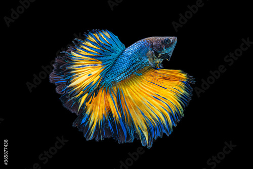 Bild auf Leinwand The moving moment beautiful of yellow and blue siamese betta fish or fancy betta splendens fighting fish in thailand on isolated black background