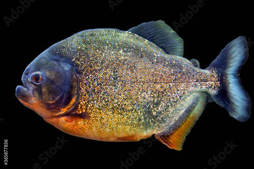 Pacu fish piranha (Colossoma macropomum) on black background. Captive occurs in South America.
